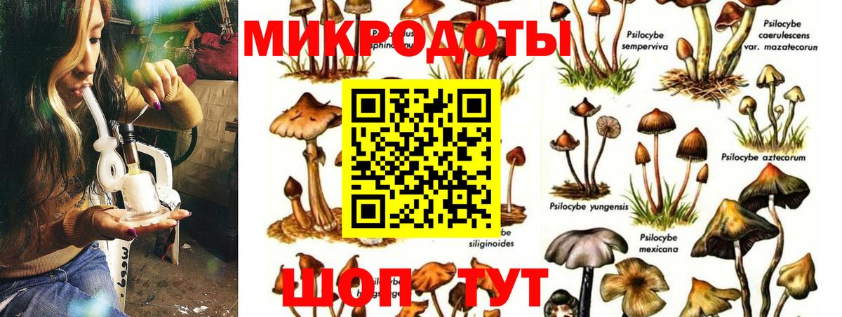 Псилоцибиновые грибы Cubensis Коммунар